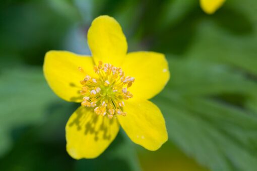 yellow forest flower