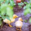 Two ducklings