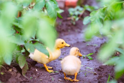 Two ducklings