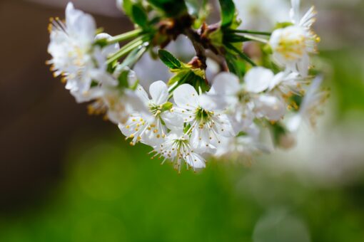 Blossoming branch of a cherry