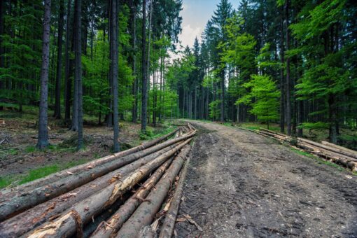 harvesting timber