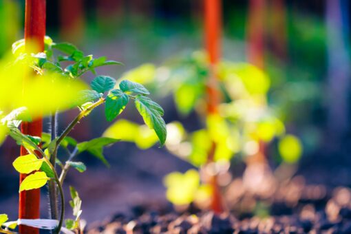 tomato plants