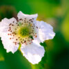 blackberry flower