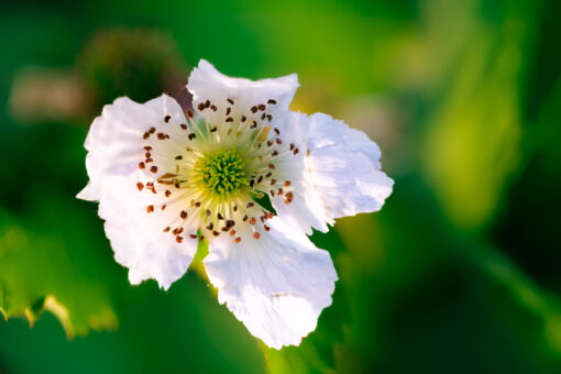 blackberry flower