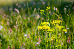 Spring flowers on the meadow