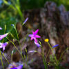 Tiny mountain flower with defocused background