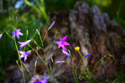 Tiny mountain flower with defocused background