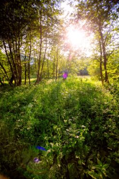 Sunny meadow