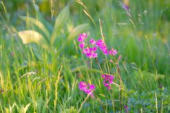 pink flower