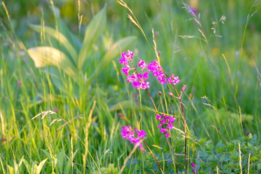 pink flower