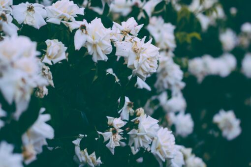 white wild roses