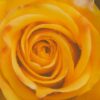 yellow rose