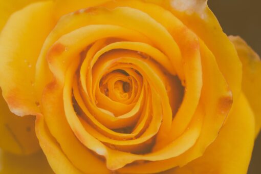 yellow rose