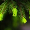 spruce shoots
