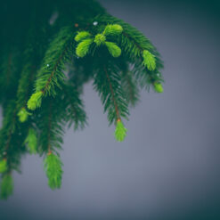 spruce shoots