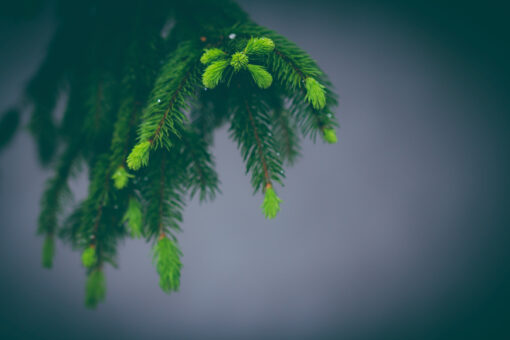 spruce shoots