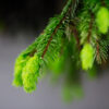 shoots of spruce