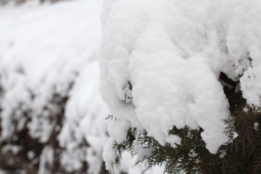 Snowy tree branch