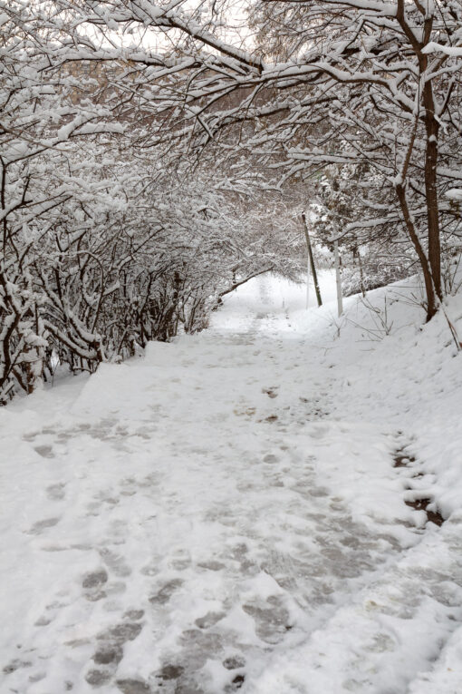 Snowfall in the park