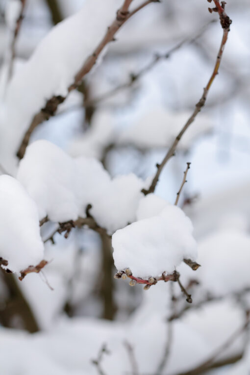 White snow on the tree branch