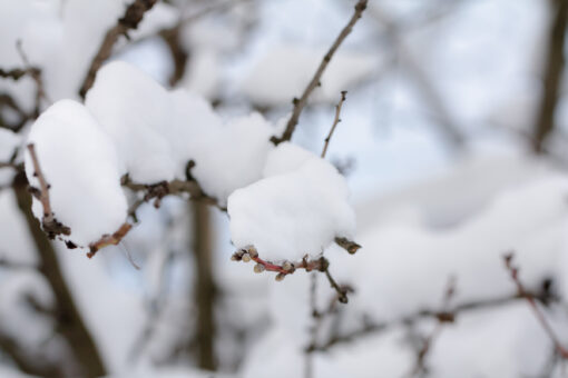 White snow on the tree branch