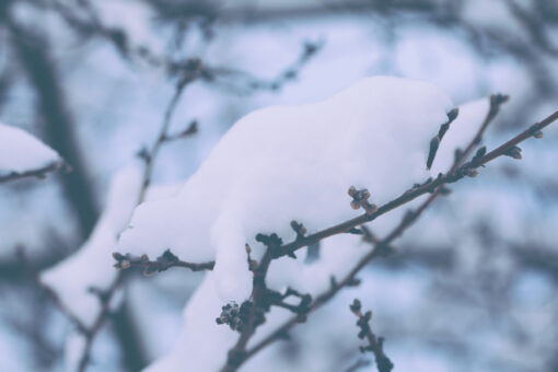 Branch tips covered in snow