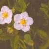 Wild strawberry flower