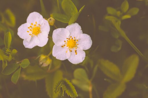 Wild strawberry flower