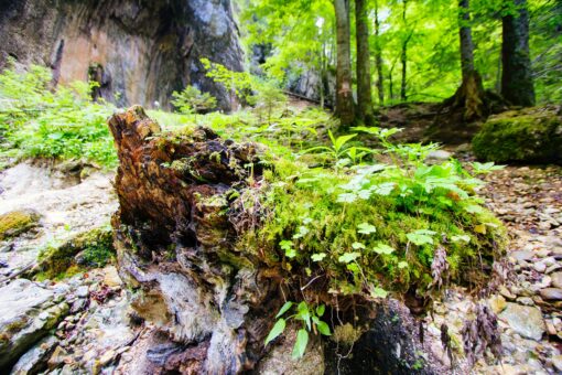 Moss covered stub