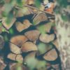 chopped wood