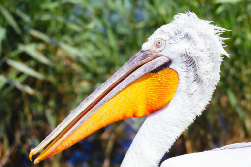 Crested pelican