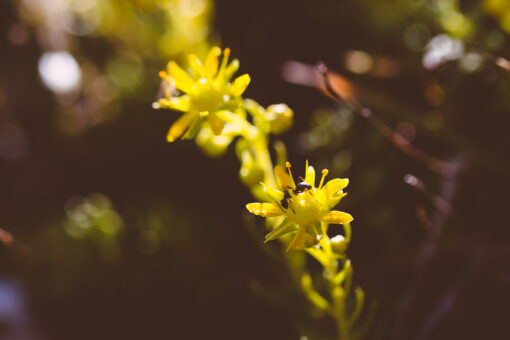 ant on yellow flower