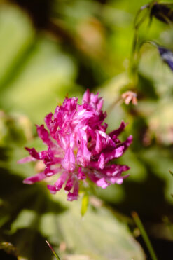 Clover flower