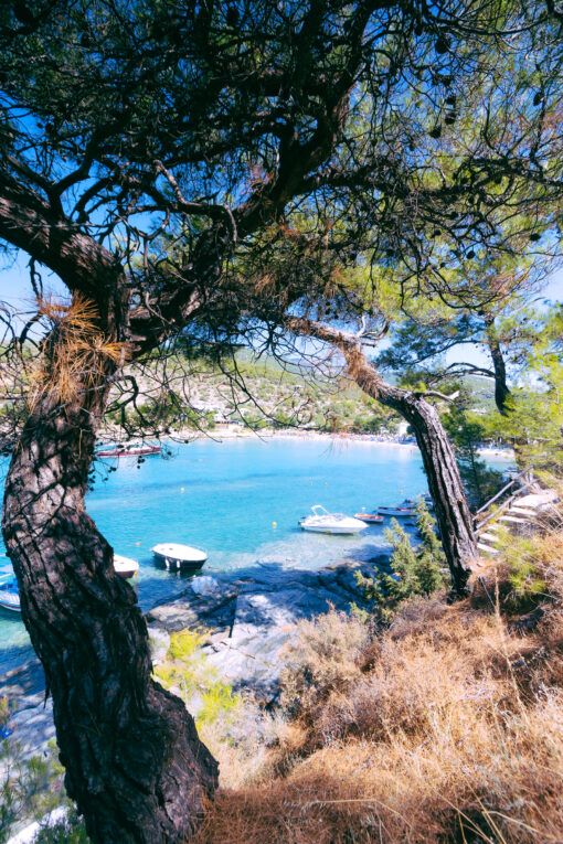 Old pines on the coast