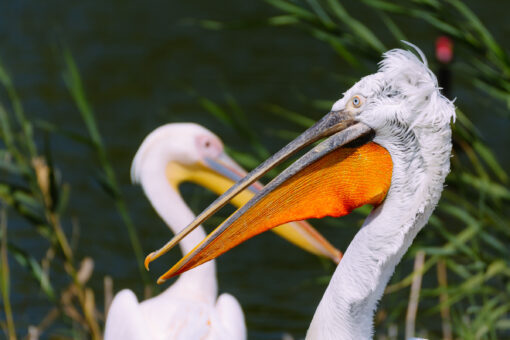 crested pelican