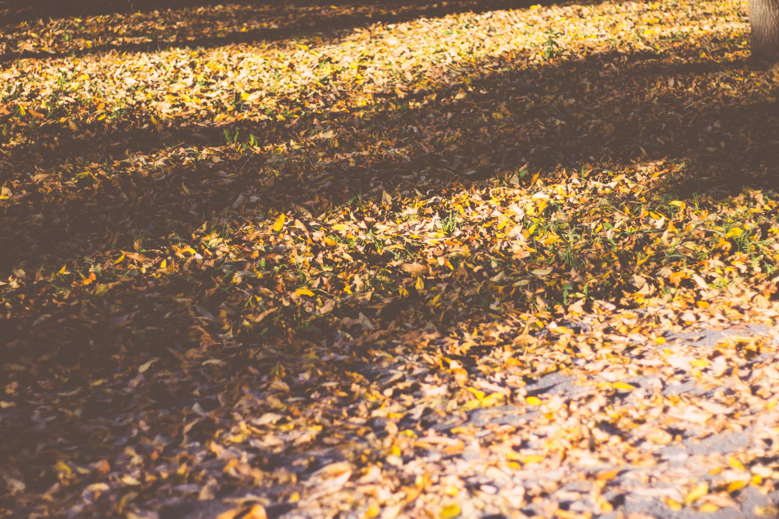 Fallen leaves - free stock photo - Imagecarrier
