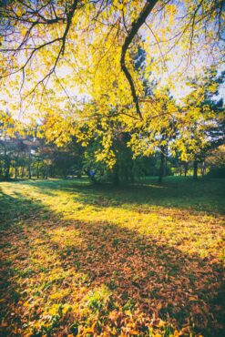 Morning in a park during autumn