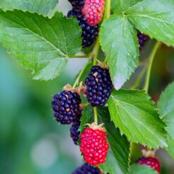 Blackberries on a bush
