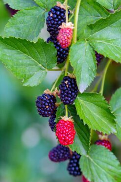 Blackberries on a bush