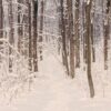 Forest after snowfall