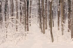 Forest after snowfall