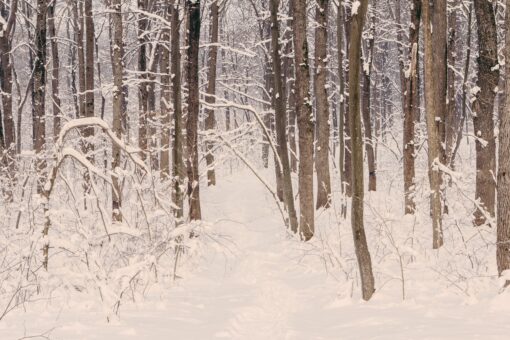 Forest after snowfall