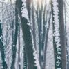 Trees in the forest with snow sticking to the trunks