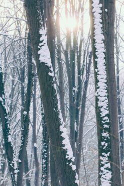 Trees in the forest with snow sticking to the trunks