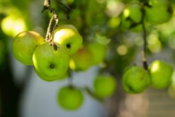 Green apples hanging from tree