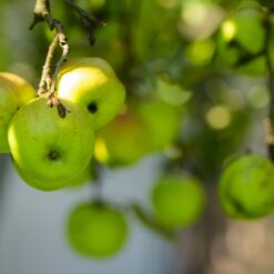 Green apples hanging from tree