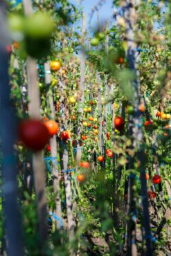 Organically grown tomatoes at home