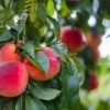 Peaches on tree