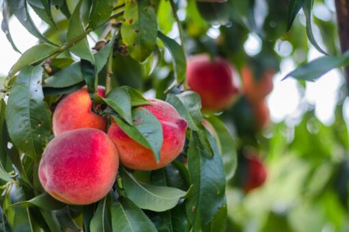 Peaches on tree