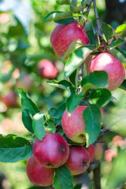 Apples on a branch